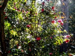 DSC08206.jpg